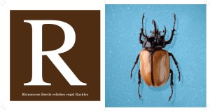 R --Rhinoceros Beetle from The Alphabet of Bugs