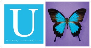 U -- Ulysses Butterfly from The Alphabet of Bugs