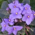 African Violets Still Tie-in Free after all these years!