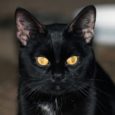 Adopt a Black Cat on Friday the 13th