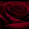 Disney's Live-Action Beauty and the Beast Rose