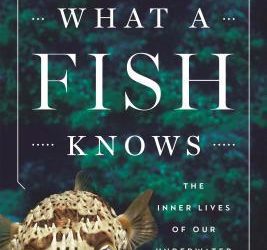 What a fish knows The Inner Lives of Our Underwater Cousins Jonathan Balcombe Cover