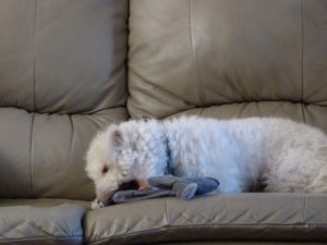 Pupjoy Enemy Rabbit and Bilbo