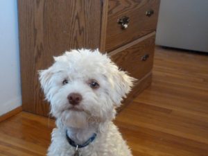 Begging for Jerky Chip